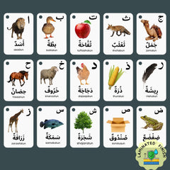 Albidaya laminated flash cards 70x100 mm designed for easy handling