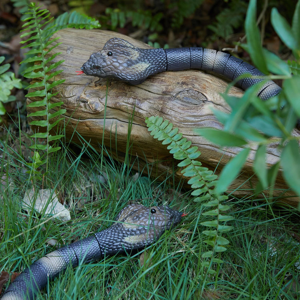 AMCHSURI king cobra robot snake on display with lifelike scales.