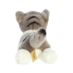 Aurora Miyoni grey tabby cat bean pellets for stable, cuddly pose.