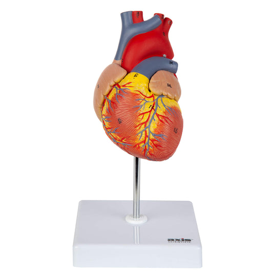Axis Scientific heart model front view for authentic life-size anatomy demonstrations