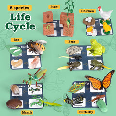 Bambilo life cycle chicken figure supports early science discussions and storytelling.