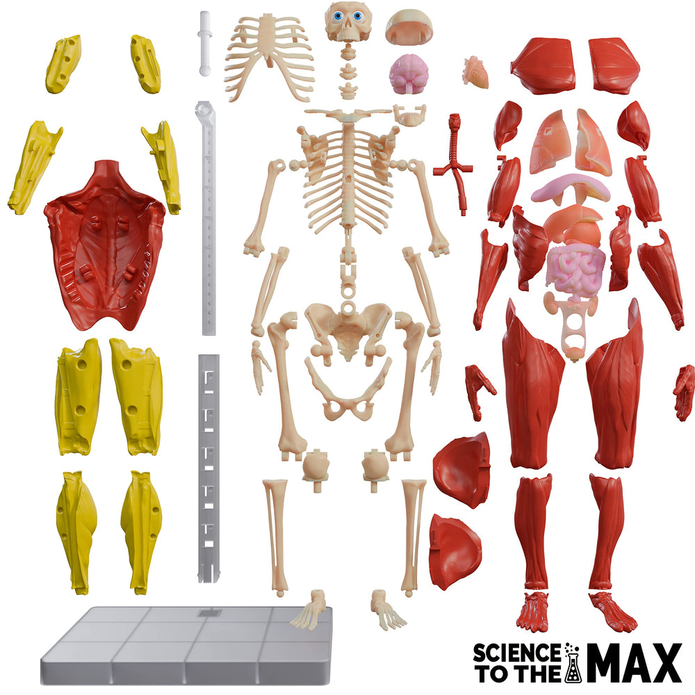 Be Amazing! Toys Interactive Human Body articulated poses encourage dynamic anatomy demonstrations.
