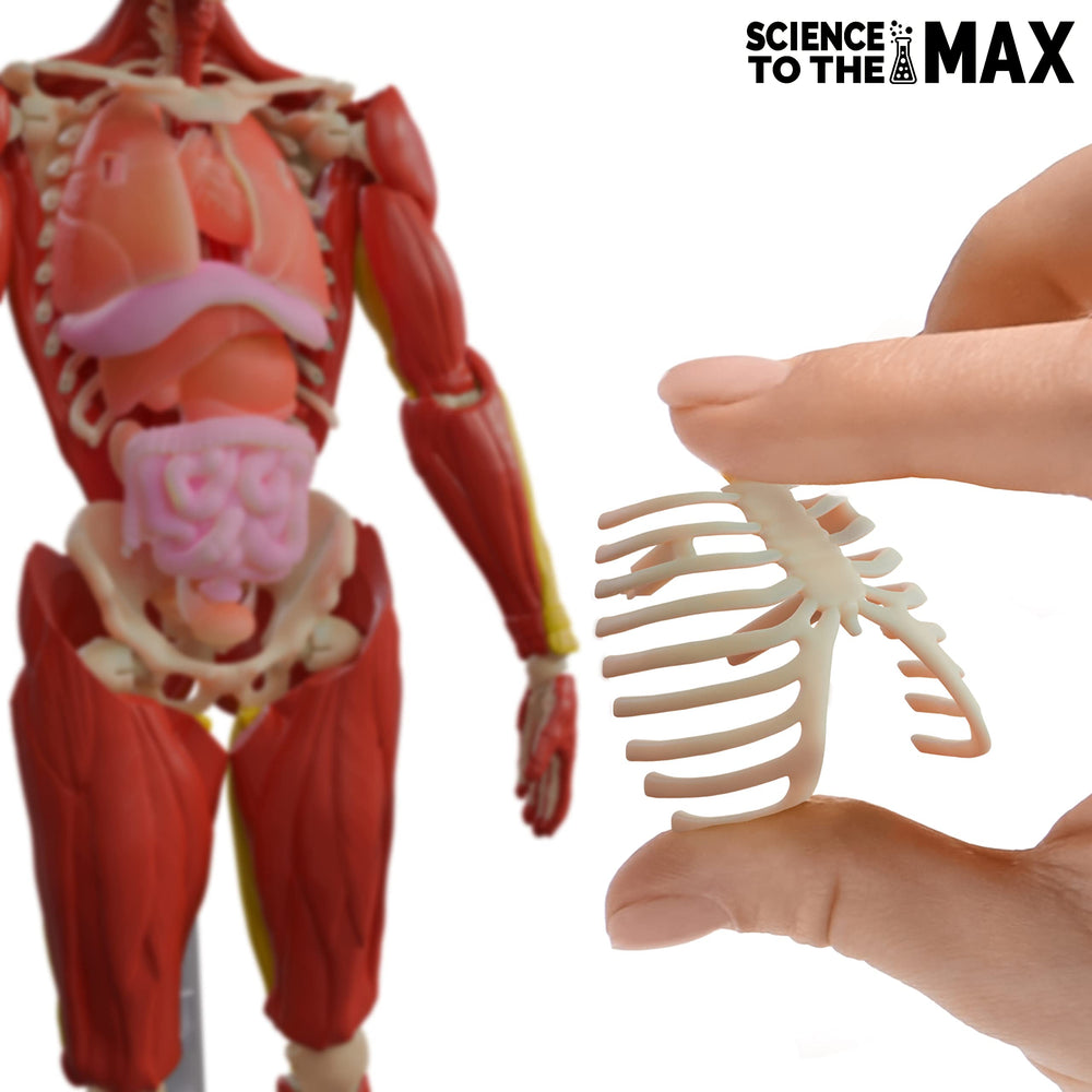 Be Amazing! Toys Interactive Human Body educational cards enhance guided anatomy exploration.