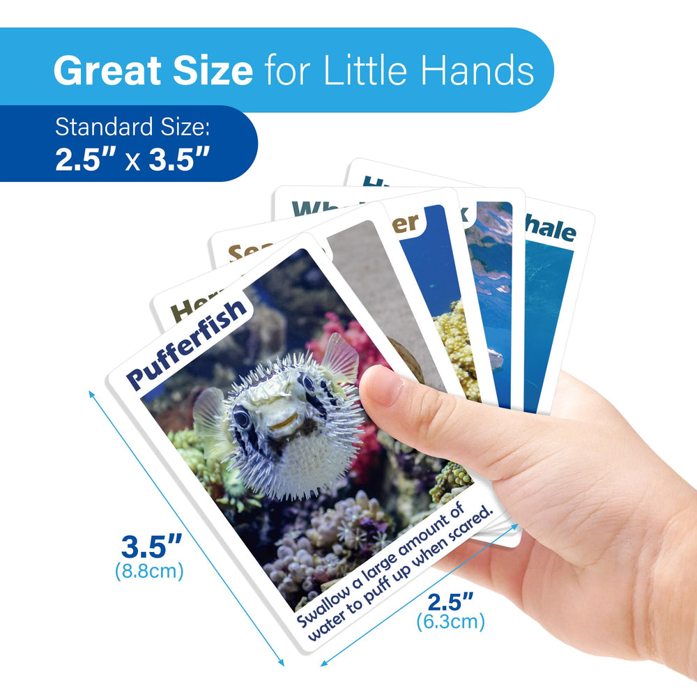 BenBen Go Fish includes fun facts to spark curiosity about marine life.