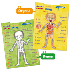 Best Learning i-Poster blood circulation and heart function.