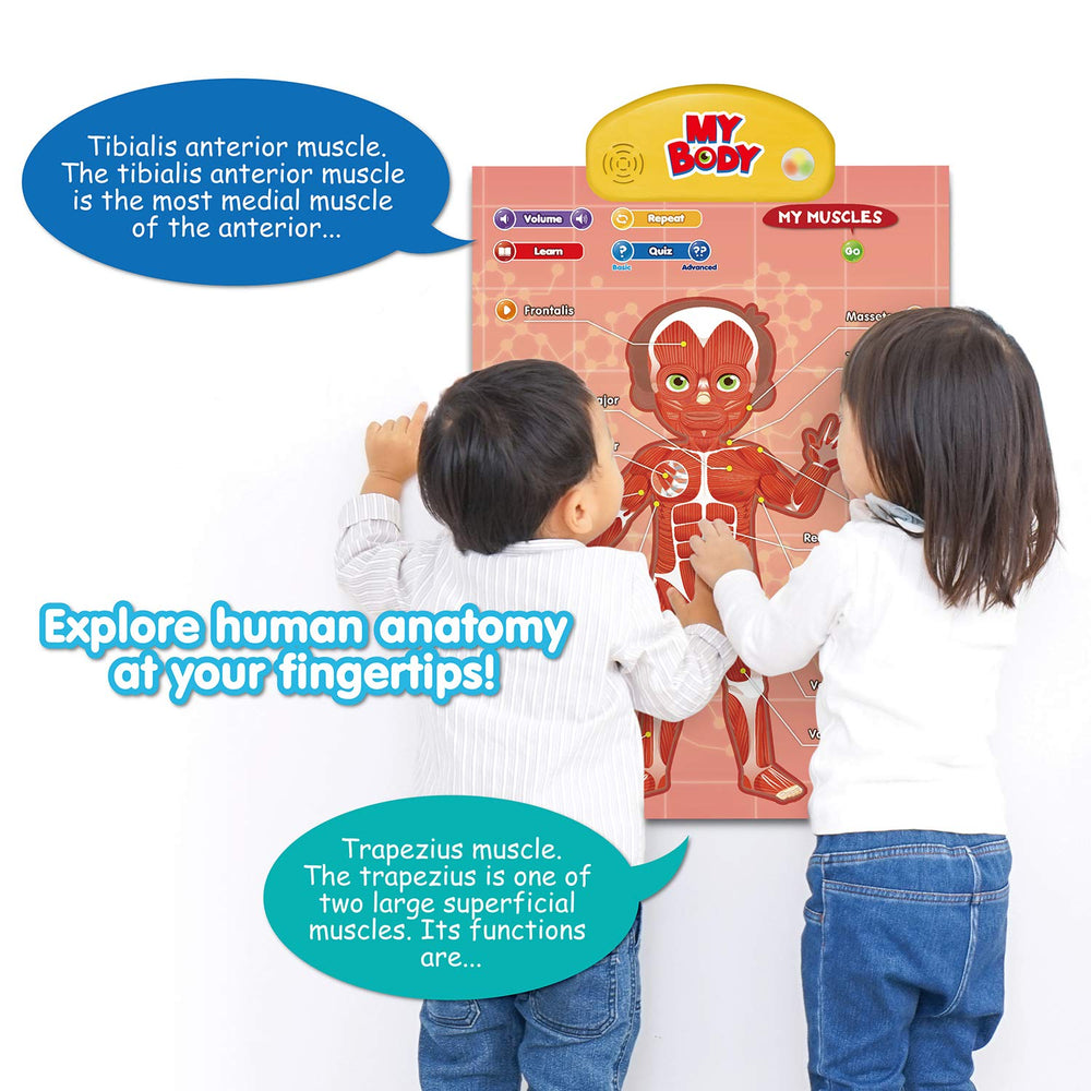 Best Learning i-Poster muscles and bones for movement and structure.