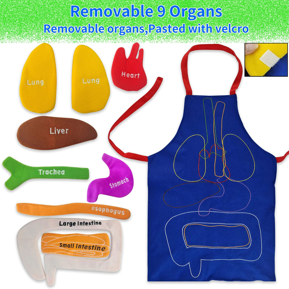 BOCZIF 3D organ apron with kidneys for engaging body awareness activities.