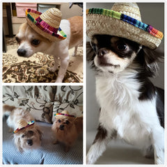 BTYMS sombrero hats shown as pet costumes for playful flair.