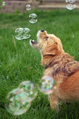 Bubbletastic kid-friendly dog toy captures shared family moments.