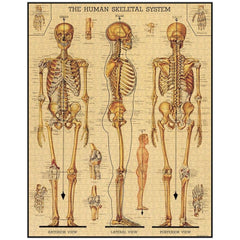 CAVANILLI & CO. Skeletal System archive illustration image, perfect for collectors and decor.