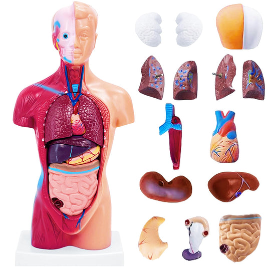 Ceonam 11-inch torso model for clear anatomy study and classroom demos.