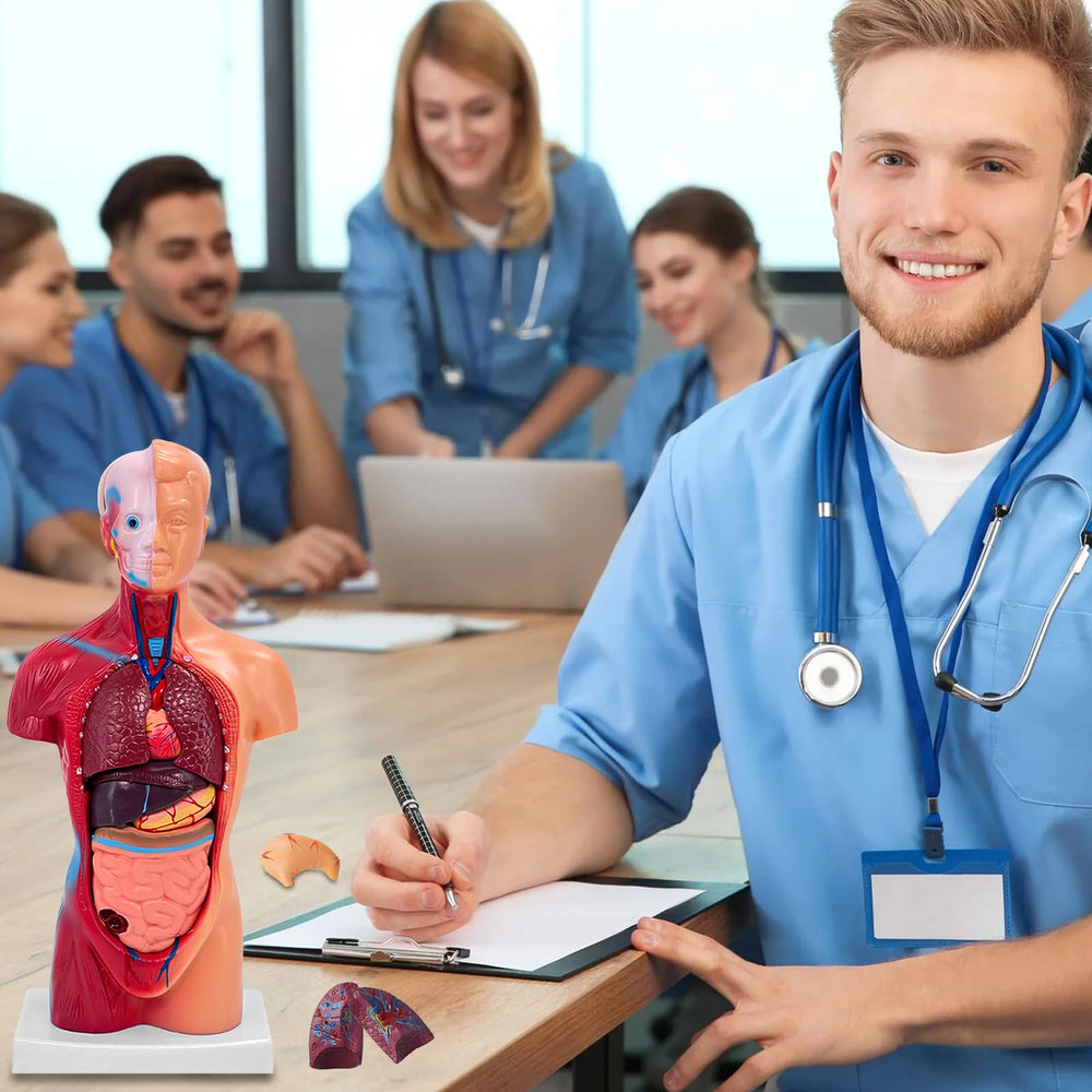 Ceonam 11-inch esophagus and trachea view enhances airway anatomy demonstrations.