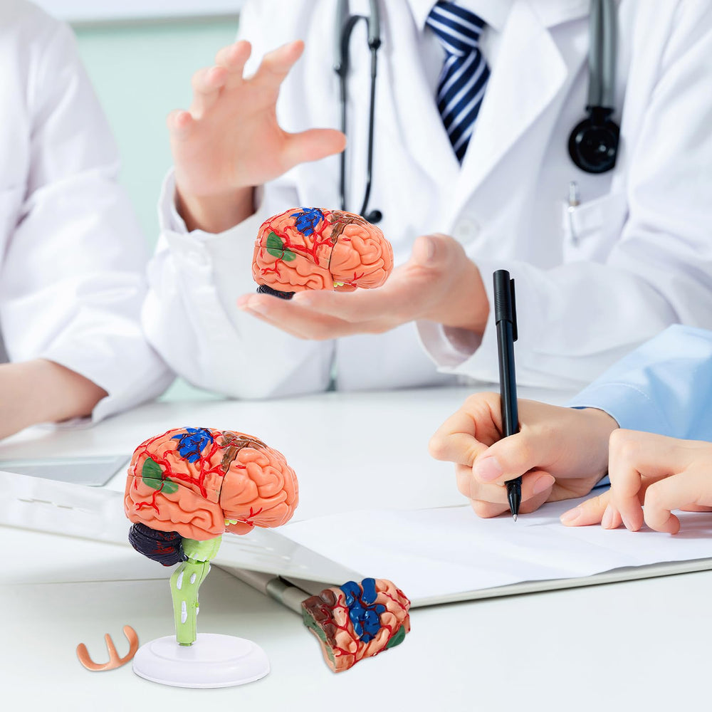 Ceonam educational brain kit for classroom demonstrations.