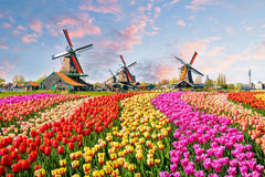 CHengQiSM Holland Tulip Fields puzzle, calming 1000-piece challenge for adults