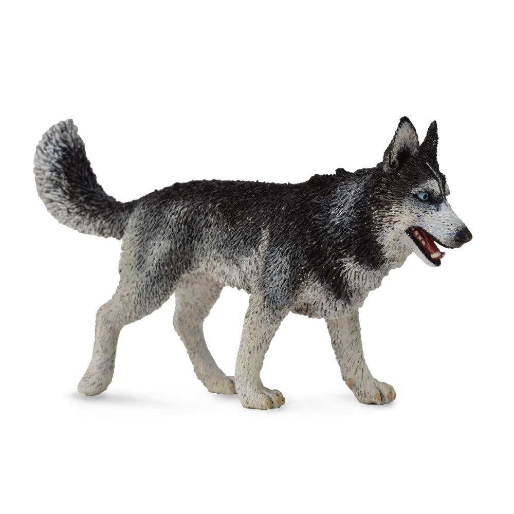 Collect A Siberian Husky toy figure front view with detailed painting for educational play and display.