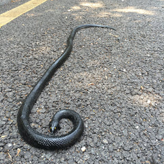 COTOSEY rubber snake soft texture close-up for props
