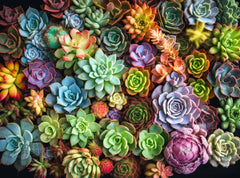 Cross & Glory Succulent Symphony front cover with vibrant flora for inspiration.