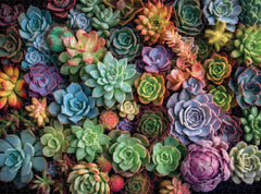 Cross & Glory Succulent Symphony non-toxic materials ensure safe family use.
