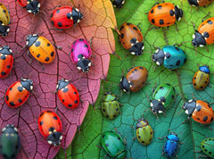 Cross & Glory The Ladybug Rainbow puzzle box shows vibrant colors for relaxing family time.