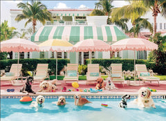 DAGIRT puppy pool puzzle image, 500 pieces, ideal for a relaxing family activity.