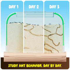Dan&Darci Ant Voucher Included image showing ant delivery and exploration.