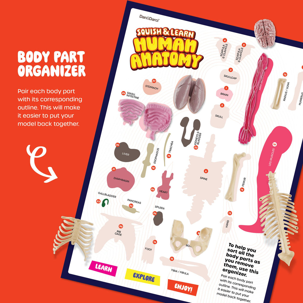 Dan and Darci squishy ribs model for bone structure learning.