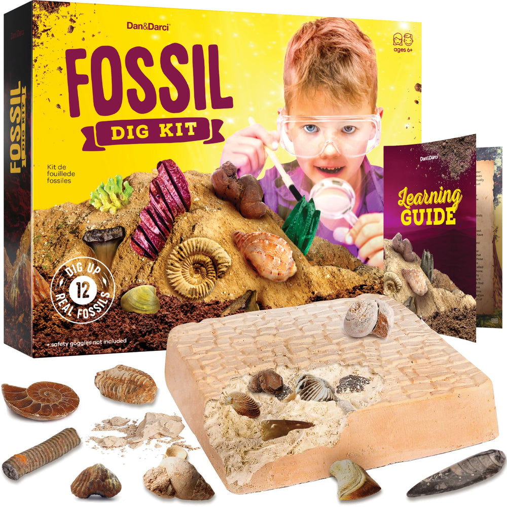 Dan&Darci Real Fossil Dig Kit with 12 fossils for hands-on exploration