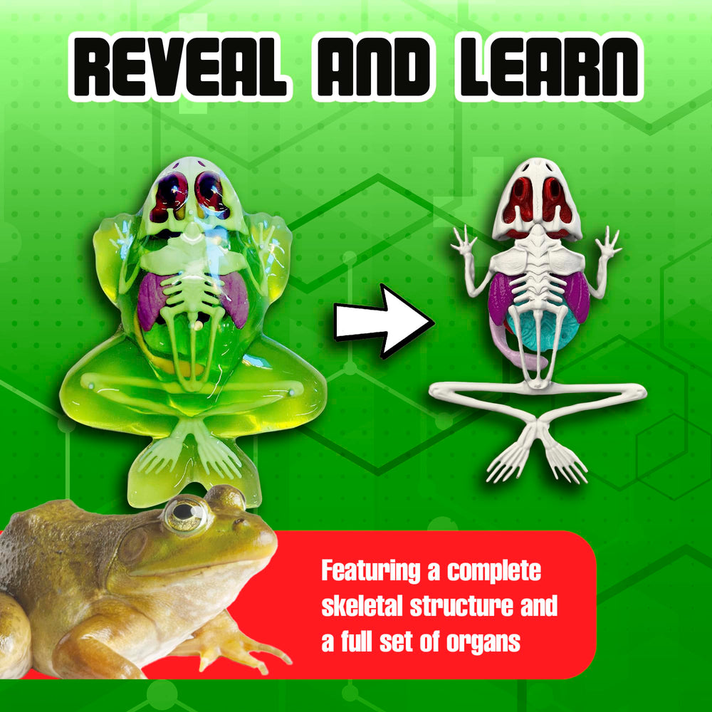 Dissect It gel-packs offer realistic internal views without live specimens.