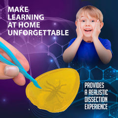 Dissect It Discover-It learning guide expands amber and insect science concepts.