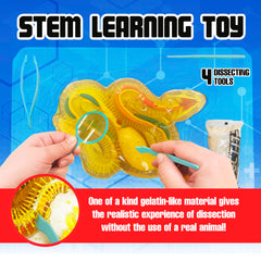Dissect It tools tray with safe surgical instruments for at-home science.