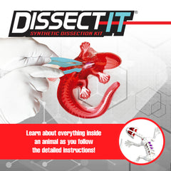 Dissect-It Salamander interior view shows skeleton and organs for anatomy study