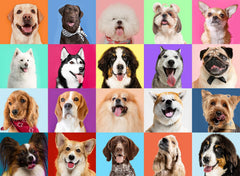 Eirenke dog puzzle 200-piece image with smiling dogs for kids ages 6-8.