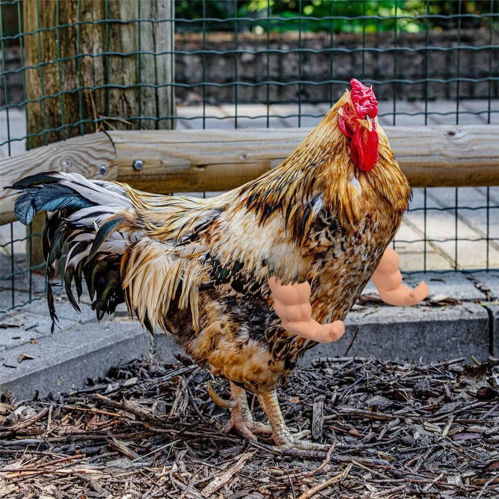 Enrichoice versatile usage scenarios suit parrots, ducks, geese and more.