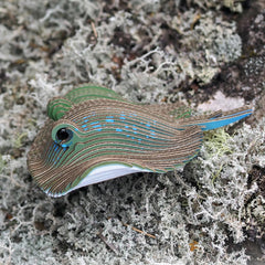 EUGY Stingray completed model on display inspires wildlife conversations