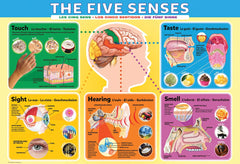 EuroGraphics Five Senses puzzle box and pieces, sturdy materials for repeated play.