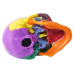 EVOTECH Mini Skull endocranium view aids visualization of inner skull features.