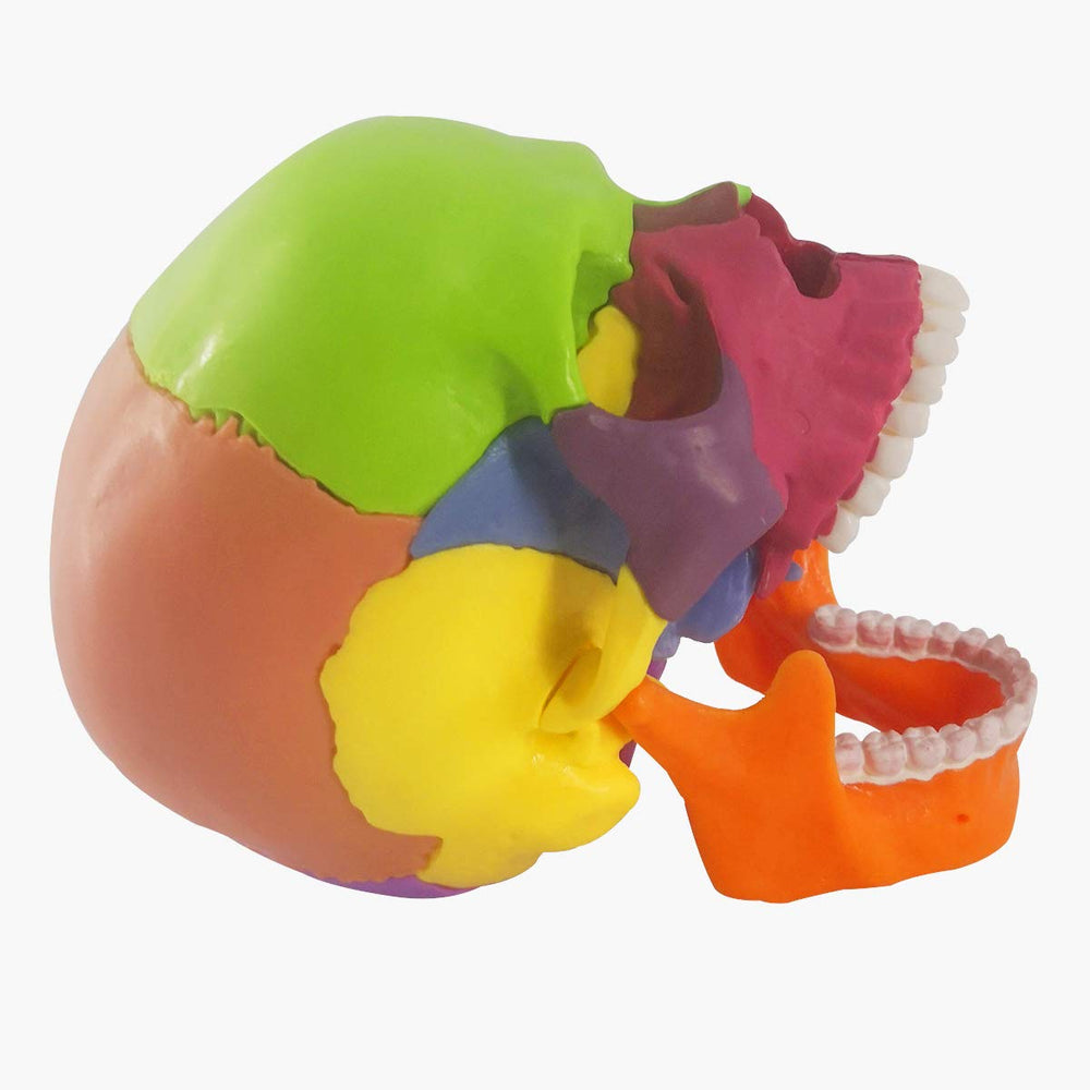 EVOTECH Mini Skull exploded view clarifies bone connections for teaching.