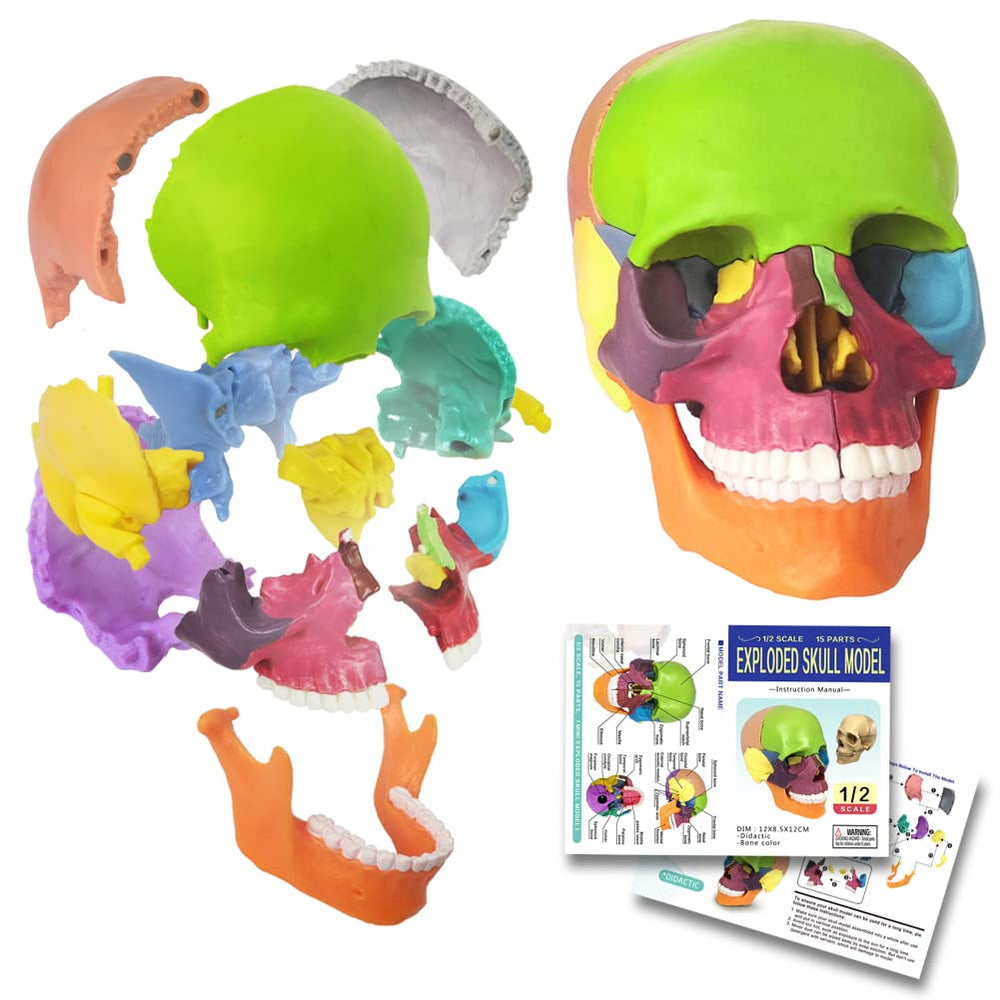 EVOTECH Mini Skull model front view for quick study of 15 disarticulated parts.