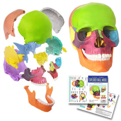 EVOTECH Mini Skull model front view for quick study of 15 disarticulated parts.