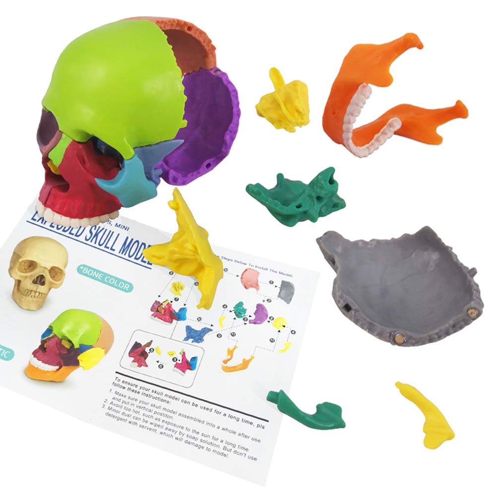 EVOTECH Mini Skull teeth detail emphasizes dentition for realism in lessons.