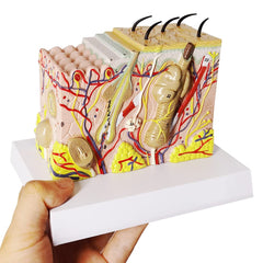 EVOTECH Skin Anatomy Model 35x shows epidermis and dermis layers for clear teaching.