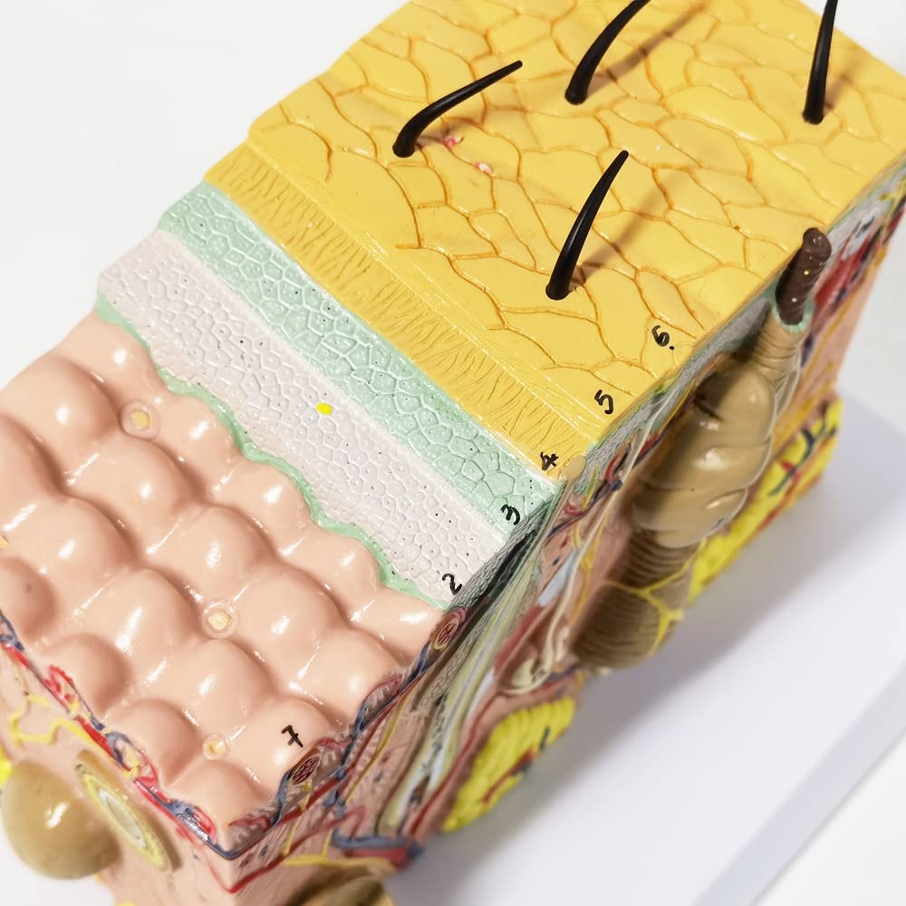 Durable PVC base provides stable display for demonstrations and patient education.