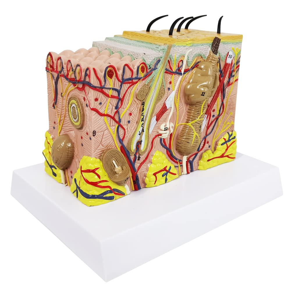 Versatile teaching tool for dermatology, medical students, and healthcare training sessions.