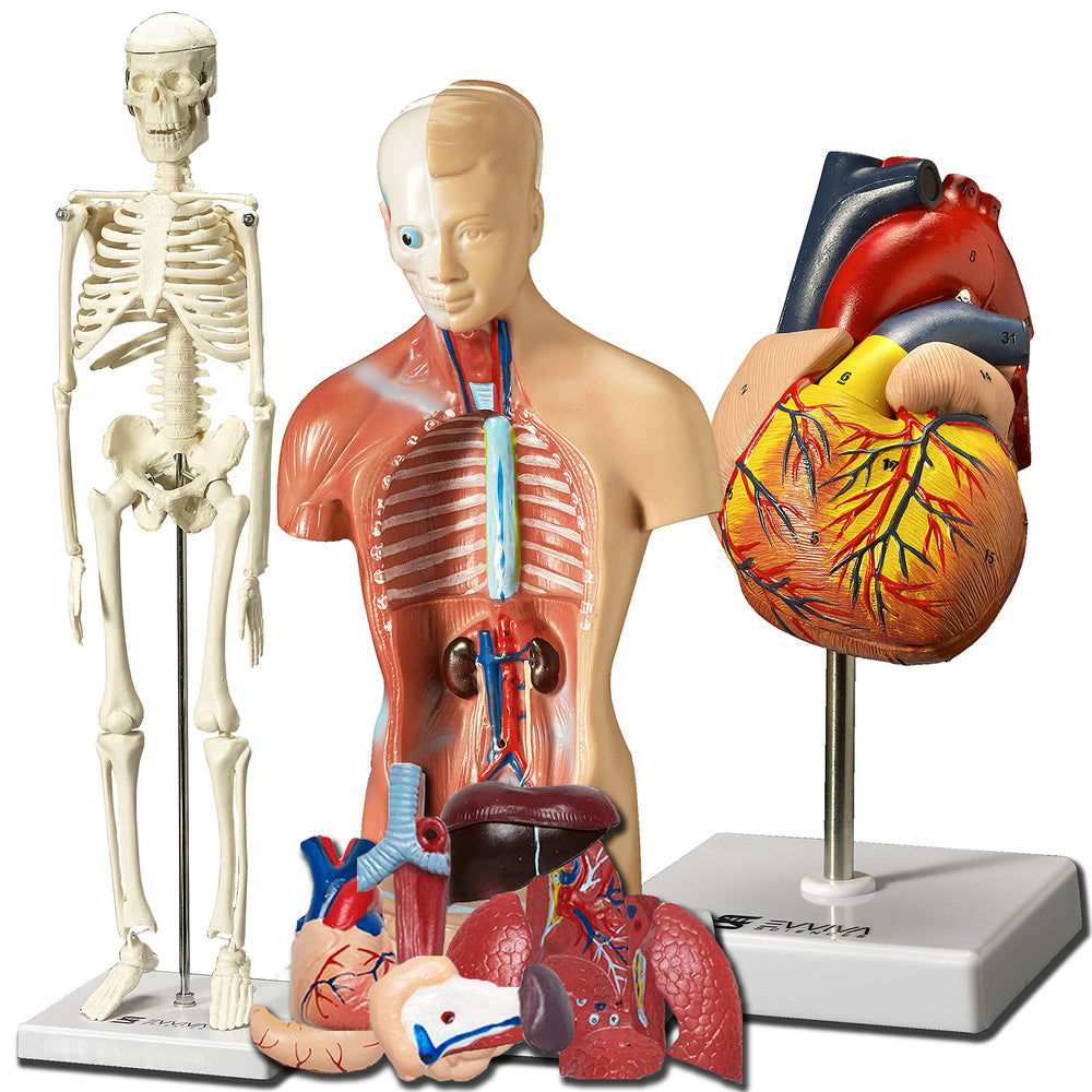 Evviva Sciences heart model 8in for hands-on anatomy study