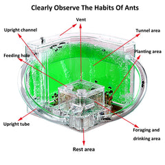 EXBEPE ant farm included tools display kit for hands-on science play.