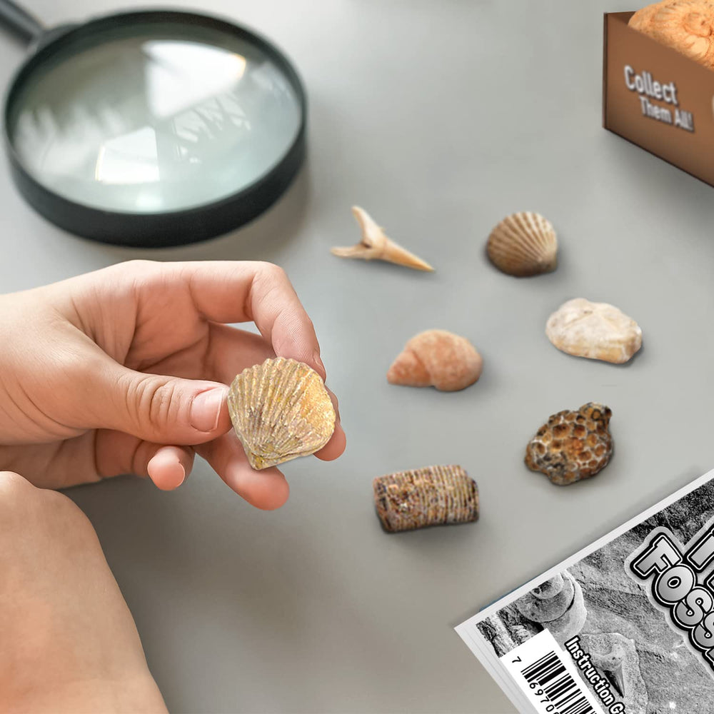Gamerside Fossil Dig Kit fossil specimens show sand dollars and shark teeth.
