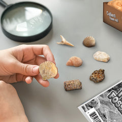 Gamerside Fossil Dig Kit fossil specimens show sand dollars and shark teeth.