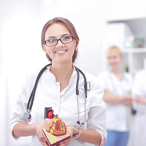 Generies detailed heart anatomy enhances study sessions and demonstrations.