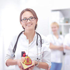 Generies detailed heart anatomy enhances study sessions and demonstrations.