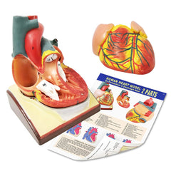 Generies removable heart enables close inspection from all angles.